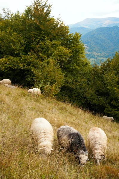 Ovelhas na montanha — Fotografia de Stock