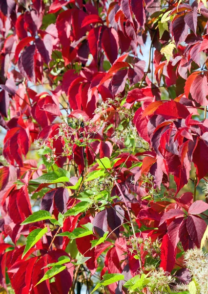 Κόκκινα φύλλα το φθινόπωρο — Φωτογραφία Αρχείου