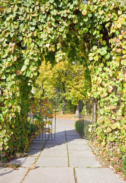 绿色的叶子在秋季城市公园中的拱和行人路径 — 图库照片