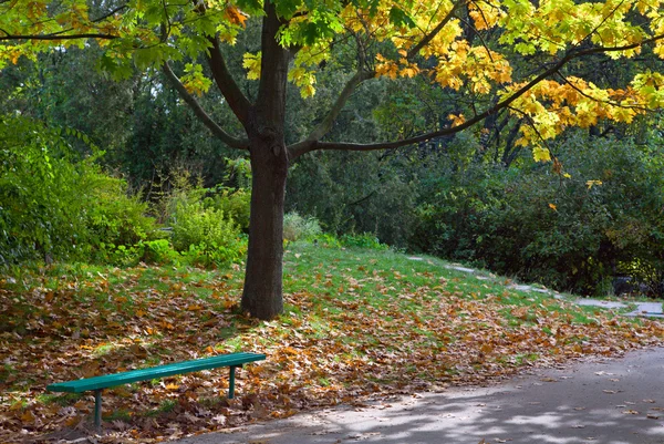 金树树叶 长凳和行人路径在秋季城市公园 — 图库照片