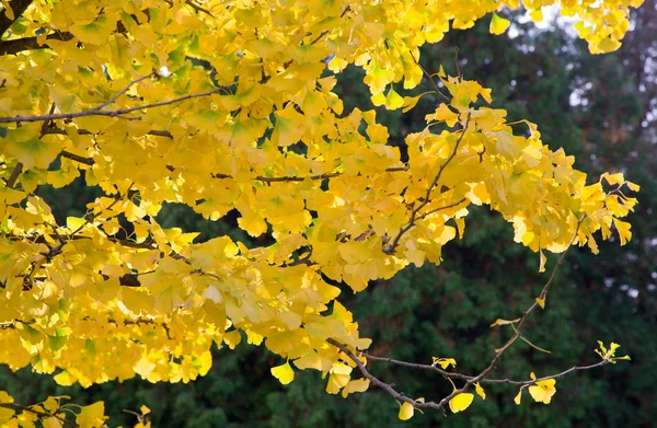 Yellow Dingo Tree Twig Natural Autumn Background — Stock Photo, Image