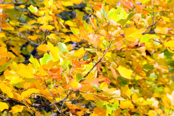黄色树的叶子自然秋背景 — 图库照片