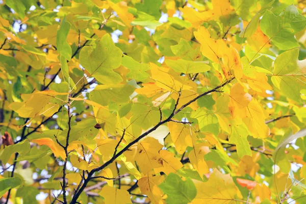 Žlutá strom — Stock fotografie