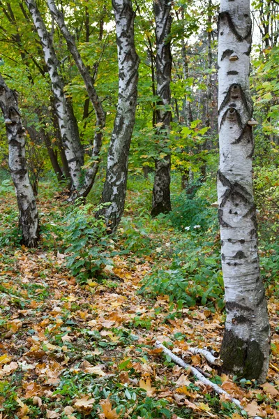 秋の都市公園でバーチの木 — ストック写真