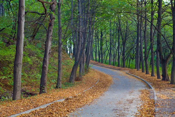 Abendlicher Fußweg Herbstlichen Stadtpark Mit Großen Bäumen — Stockfoto