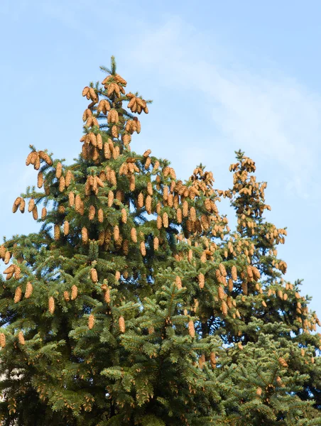 Tampo Árvore Abeto Com Cones Clareira Floresta Verão — Fotografia de Stock