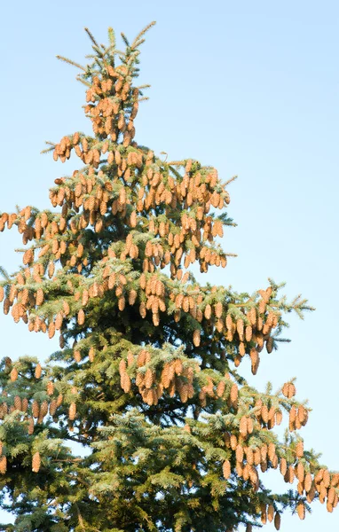 Έλατο Κορυφή Δέντρο Τους Κώνους Για Καλοκαίρι Ξέφωτο Του Δάσους — Φωτογραφία Αρχείου