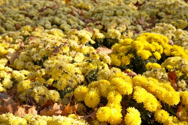 Fondo de flores de crisantemo — Foto de Stock