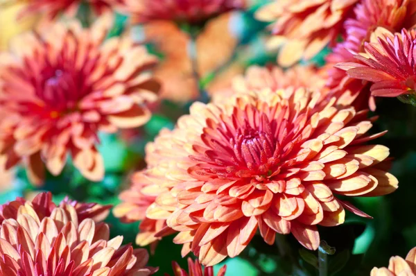 Hermosa Flor Crisantemo Burdeos Otoño Fondo Vivo — Foto de Stock