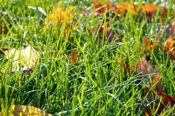 Sonbahar çim arka plan — Stok fotoğraf
