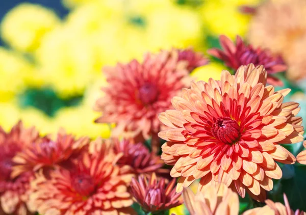 Schöne Bunte Chrysanthemen Blume Herbst Lebendigen Hintergrund — Stockfoto