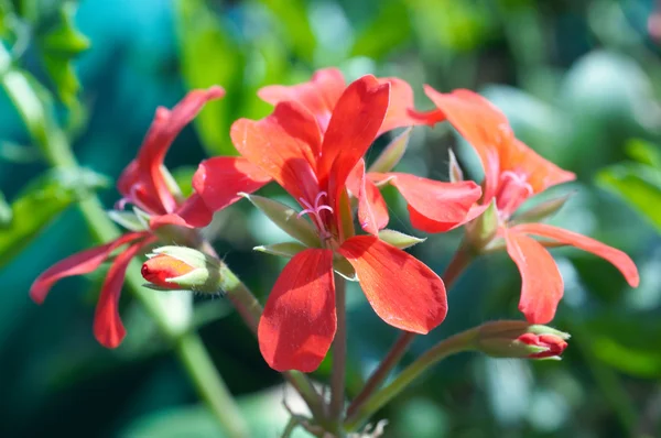 Close Small Red Geranium Flowers Bit Copyspace — Stock Photo, Image