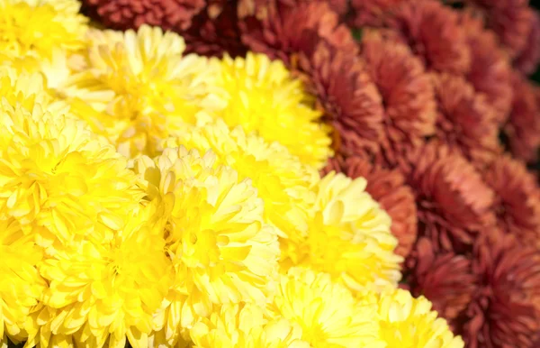 Schöne Bunte Chrysanthemen Blume Herbst Lebendigen Hintergrund — Stockfoto