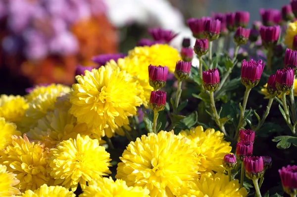 Güzel Alacalı Kasımpatı Çiçeği Sonbahar Canlı Arka Plan — Stok fotoğraf