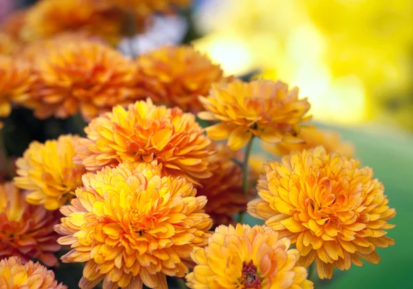Hermosa Flor Crisantemo Amarillo Naranja Fondo Dorado Otoño —  Fotos de Stock