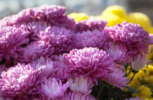 美しい斑入りの菊の花秋鮮やかな背景 — ストック写真