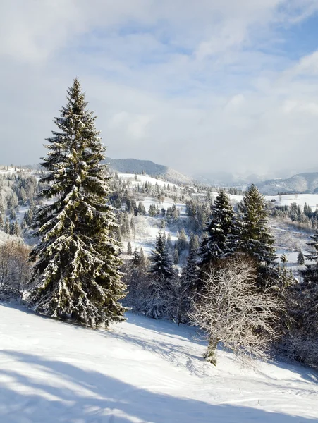 Χειμώνας Ήρεμο Ορεινό Τοπίο Rime Και Χιόνι Καλύπτονται Έλατο Δέντρα — Φωτογραφία Αρχείου