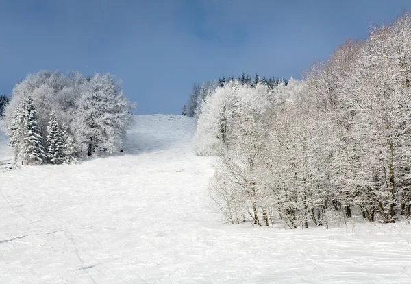 Zimní Krajina Jinovatka Sněhu Krytá Smrky Sjezdovka — Stock fotografie