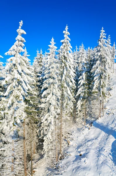 Kış Sakin Dağ Manzarası Ren Karla Kaplı Çam Ağaçları — Stok fotoğraf
