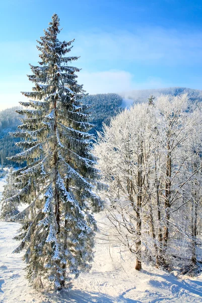 冬季山清水秀 山清水秀 白雪覆盖云杉树 — 图库照片