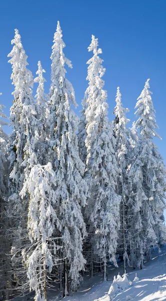 Vintern Gran träd — Stockfoto
