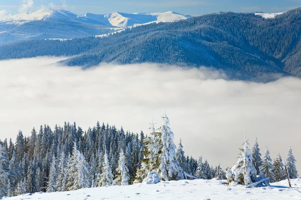 冬の穏やかな山の風景樹氷と雪の覆われた小ぎれいな木 Svydovets の尾根にブコヴェリ スキー ウクライナ からの眺め — ストック写真