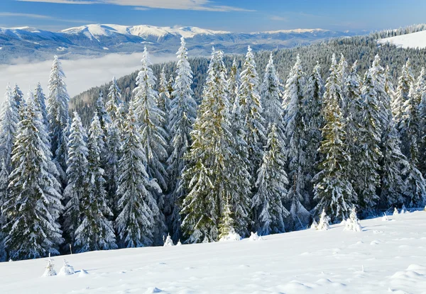 冬山的沉稳景观与雾凇冰雪覆盖云杉树木 Bukovel 滑雪胜地 乌克兰 Svydovets 岭的视图 — 图库照片
