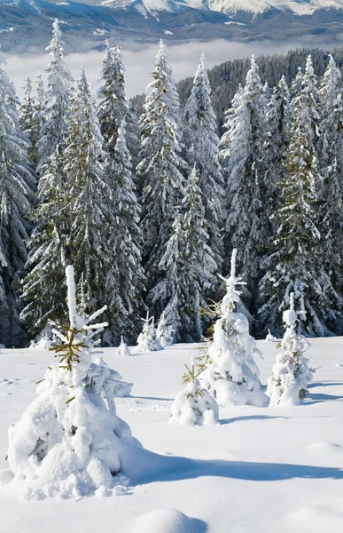 Inverno Tranquillo Paesaggio Montano Con Rima Abete Rosso Ricoperto Neve — Foto Stock
