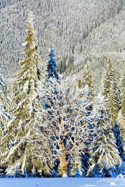 樹氷と雪に覆われた冬の穏やかな山の風景トウヒの木 — ストック写真