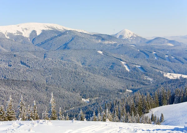 Winter Kalm Berg Landschap Met Rijp Sneeuw Overdekte Vuren Bomen — Stockfoto