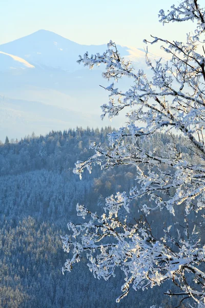 Reif bedeckte Bäume im Winterberg — Stockfoto