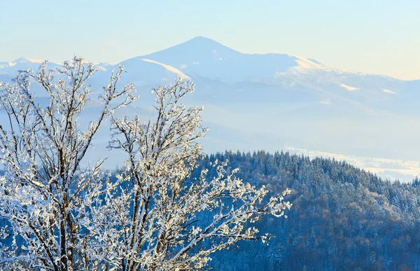 Winter Calm Mountain Landscape Rime Snow Covered Trees Front — Stock Fotó