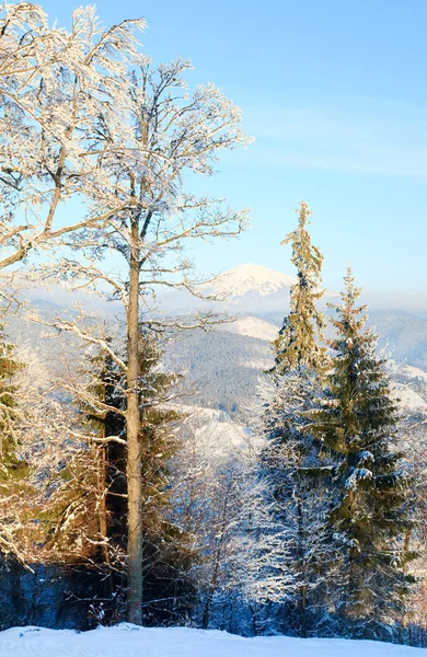 Rime covered trees in winter mountain — Stock Photo, Image