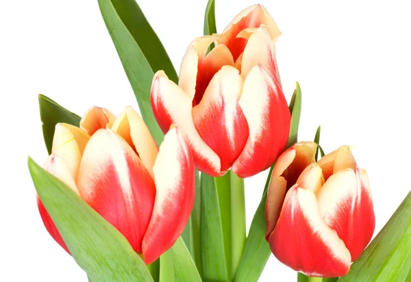 Tulipaner – stockfoto