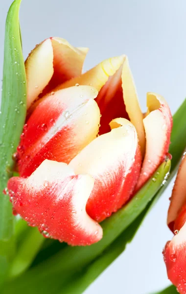 Férias Primavera Vermelho Branco Tulipa Flores Fundo Claro — Fotografia de Stock