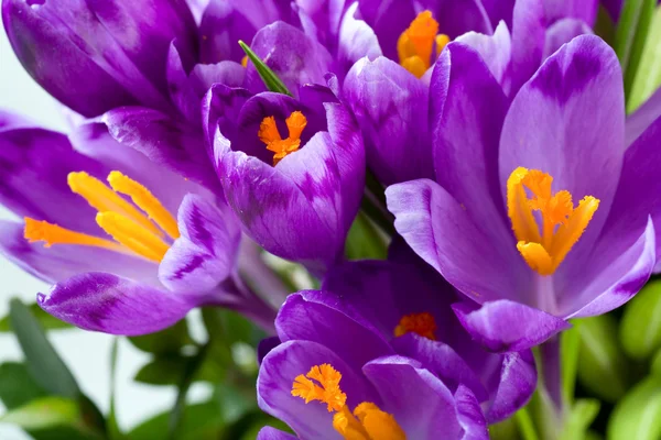 春休みクロッカスの花の背景 マクロ — ストック写真