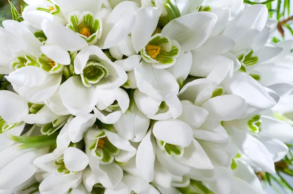 Spring Holiday Snowdrop Flowers Background Composite Macro Photo Considerable Depth — Stock Photo, Image