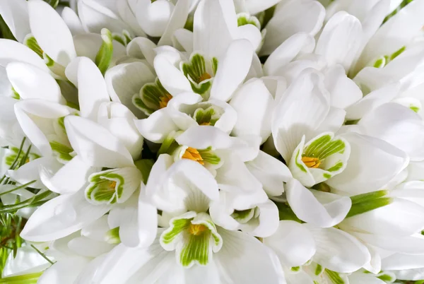 Schneeglöckchen Blumen Hintergrund — Stockfoto