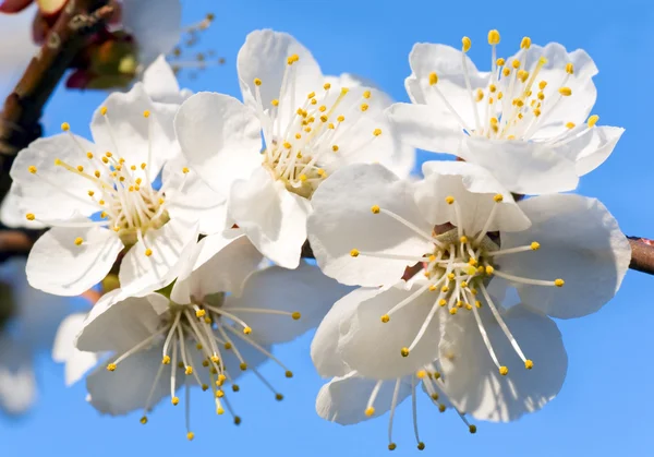 Blommande cherry tree twig — Stockfoto
