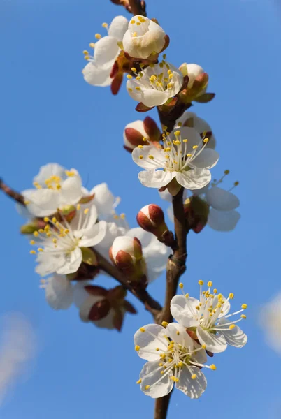 Kwitnąca Gałązka Drzewa Wiśni Tle Niebieskiego Nieba Zdjęcie Makro Kompozytowe — Zdjęcie stockowe