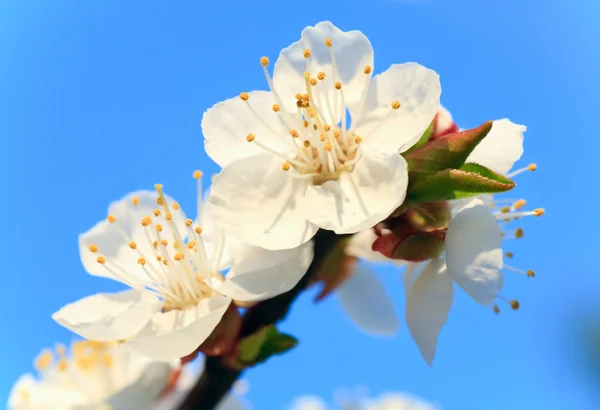 Blommande cherry kvist på himmel bakgrund — Stockfoto
