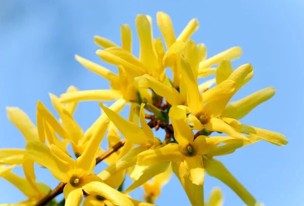 Lente Bloeiende Takje Gele Forsythia Bush Blauwe Hemelachtergrond — Stockfoto