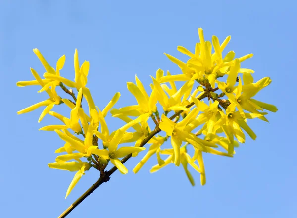 春天开花根小树枝的黄色的连翘布什 在蓝蓝的天空背景上 — 图库照片