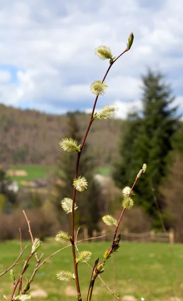 芽春の森の端に開花の柳の小枝 — ストック写真
