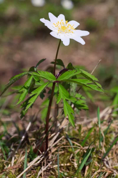 Planta anémona con flor blanca: fotografía de stock © wildman #4544203 |  Depositphotos