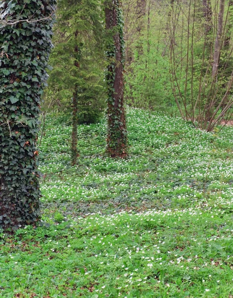 Frühlingswald Mit Blühenden Weißen Anemonenblüten — Stockfoto