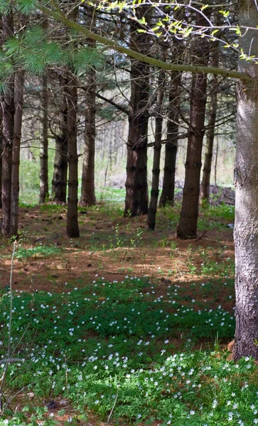 Spring Forest Blossoming White Anemone Flowers — 스톡 사진