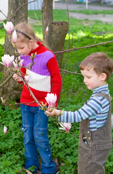 Szczęśliwy Małych Dzieci Pobliżu Kwitnąca Magnolia Drzewo — Zdjęcie stockowe