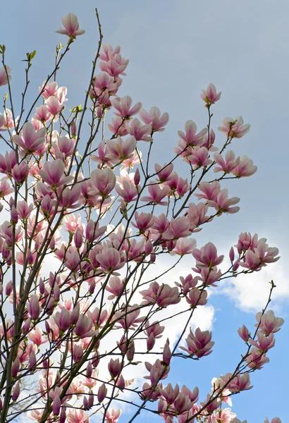 Blossoming Twig Magnolia Tree Cloudy Sky Background — Stock Photo, Image