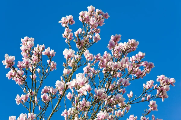 Blossoming Twig Magnolia Tree Blue Clear Sky Background — Stock Fotó